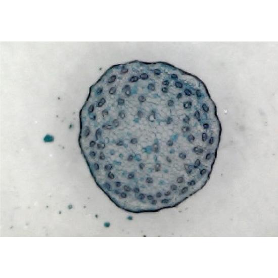 デジタルマイクロスコープ アーテック 持ち運び 顕微鏡 USB接続 |  | 01