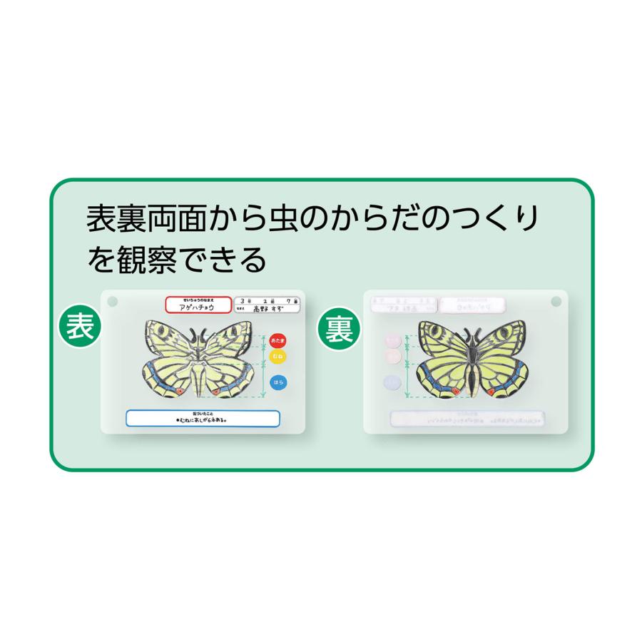 昆虫観察図鑑づくり　(メール便可) 　夏休み 工作キット 理科 クラフト 冬休み 小学校 中学校 教材 イベント ワークショップ |  | 03