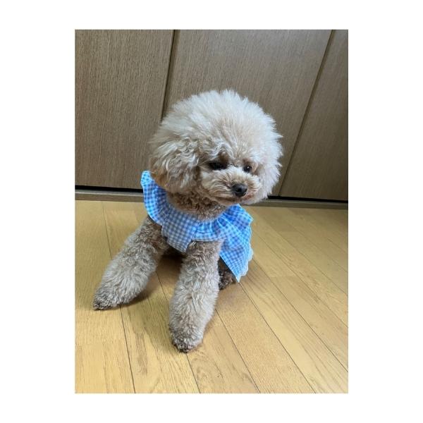 ブルーギンガムチェック サマードレス 夏 犬 小型犬 可愛い かわいい 手作り 女の子 ハッピーライフ UVカット ダックスフンド |  | 02