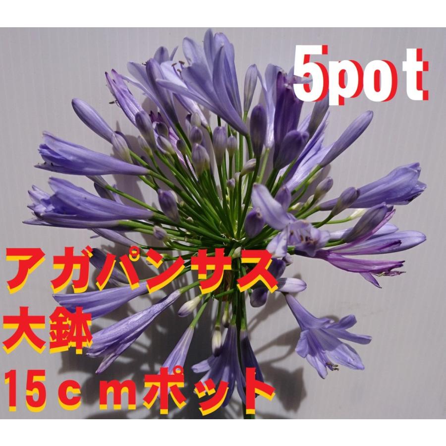 アガパンサス 大きな15cmポット入り 大株 5ポットセット 紫花