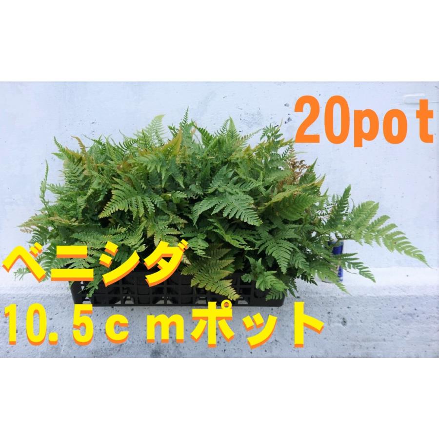 国際ブランド ベニシダ ポットセット 紅羊歯 和風のお庭に 日陰に強い 寄せ植え盆栽にも 苗 安いそれに目立つ Www Aqtsolutions Com