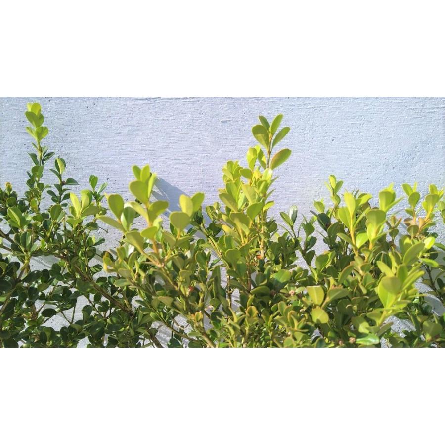 ボックスウッド 5ポットセット ツゲの仲間 15ｃｍポット 刈込に強い トピアリーにも 生垣に 柘植 苗 Boxwood Get Plants 通販 Yahoo ショッピング