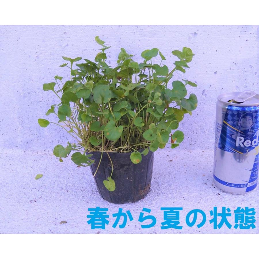 ディコンドラ 1ポット ダイカンドラ アオイゴケ ミクランサ ヒルガオ科