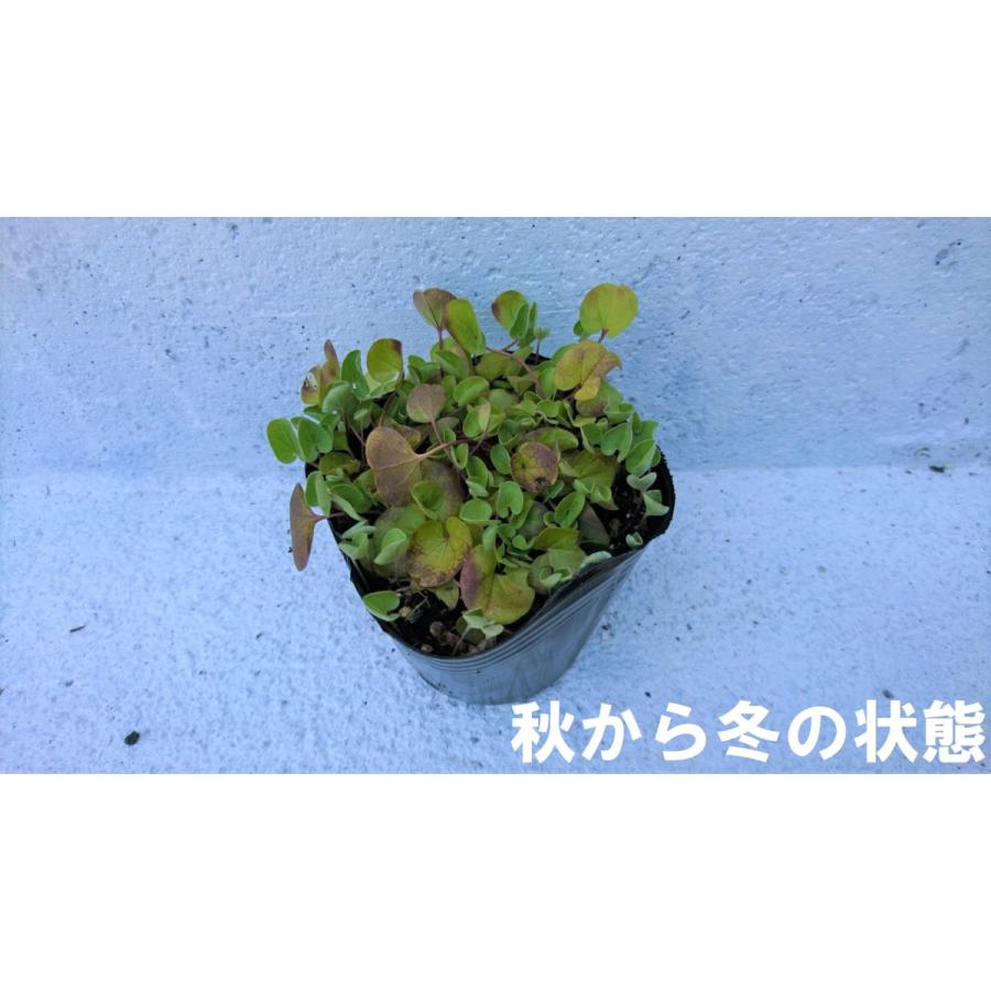 ディコンドラ 1ポット ダイカンドラ アオイゴケ ミクランサ ヒルガオ科