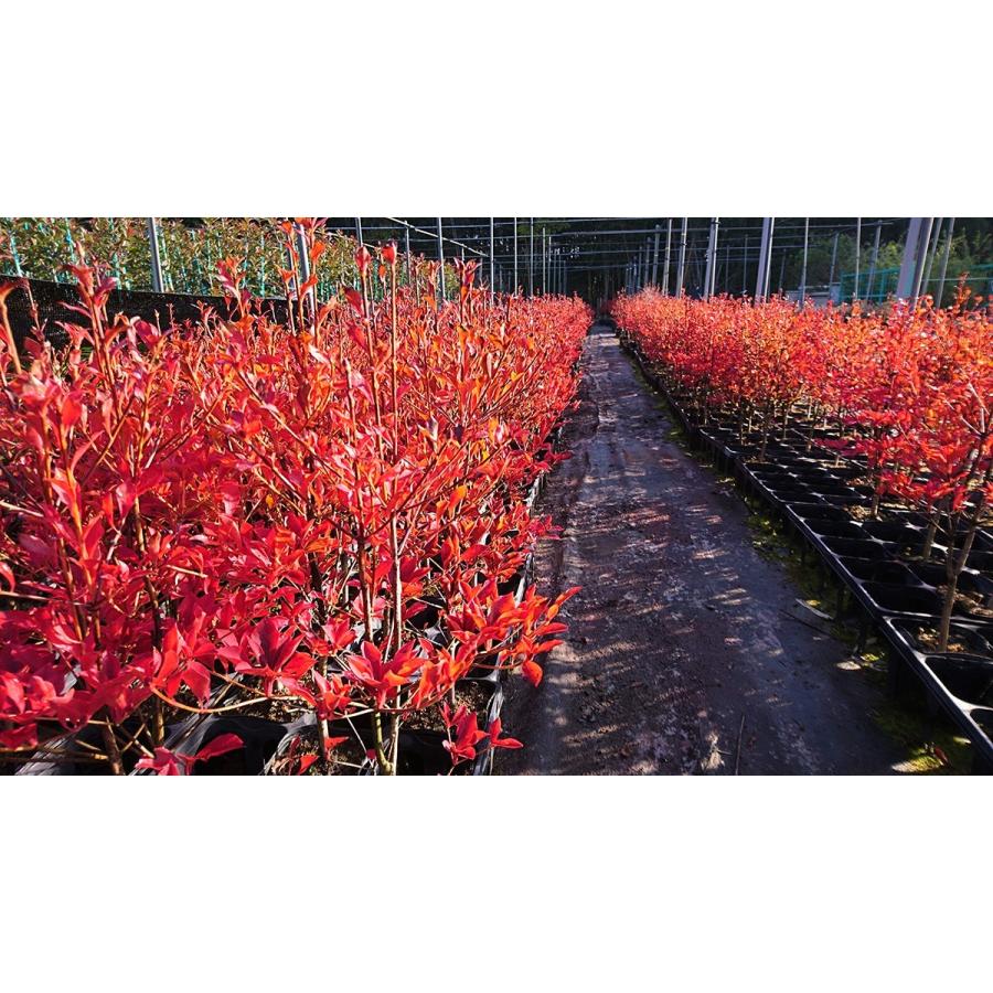 ドウダンツツジ・1m20㌢・10年 低木・一季咲 ドウダンツツジ・1m20㌢・10年 低木・一季咲 ピンク