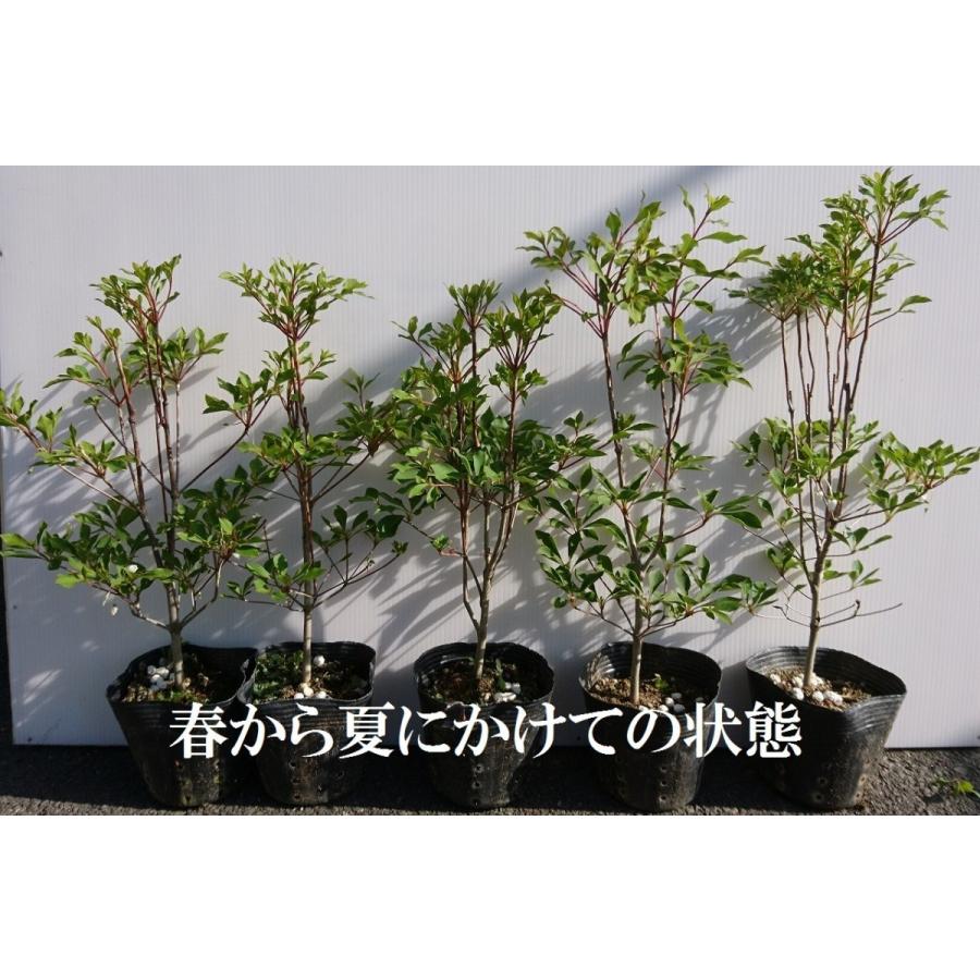 ドウダンツツジ ポットセット 紅葉がきれい 成長が遅い 落葉樹 苗 Doudan Get Plants 通販 Yahoo ショッピング