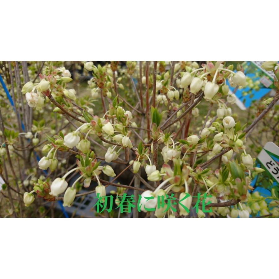 ドウダンツツジ 生垣 バラ売り可【石川県引き取り限定】まとめ割 ドウダンツツジ 生垣 バラ売り可【石川県引き取り限定】まとめ割