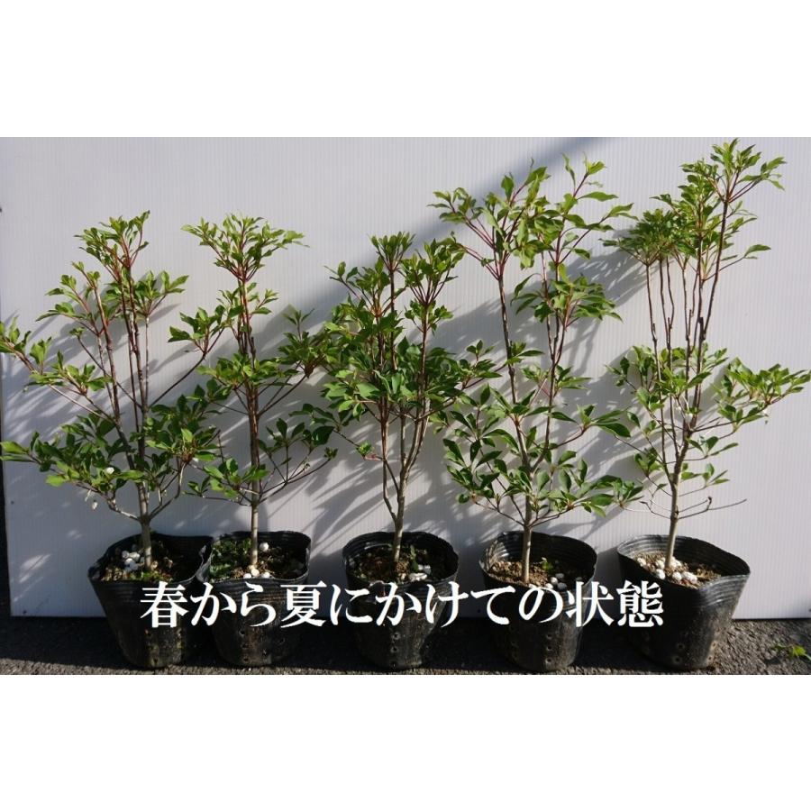 ドウダンツツジ 5ポットセット 紅葉がきれい 成長が遅い 落葉樹 苗