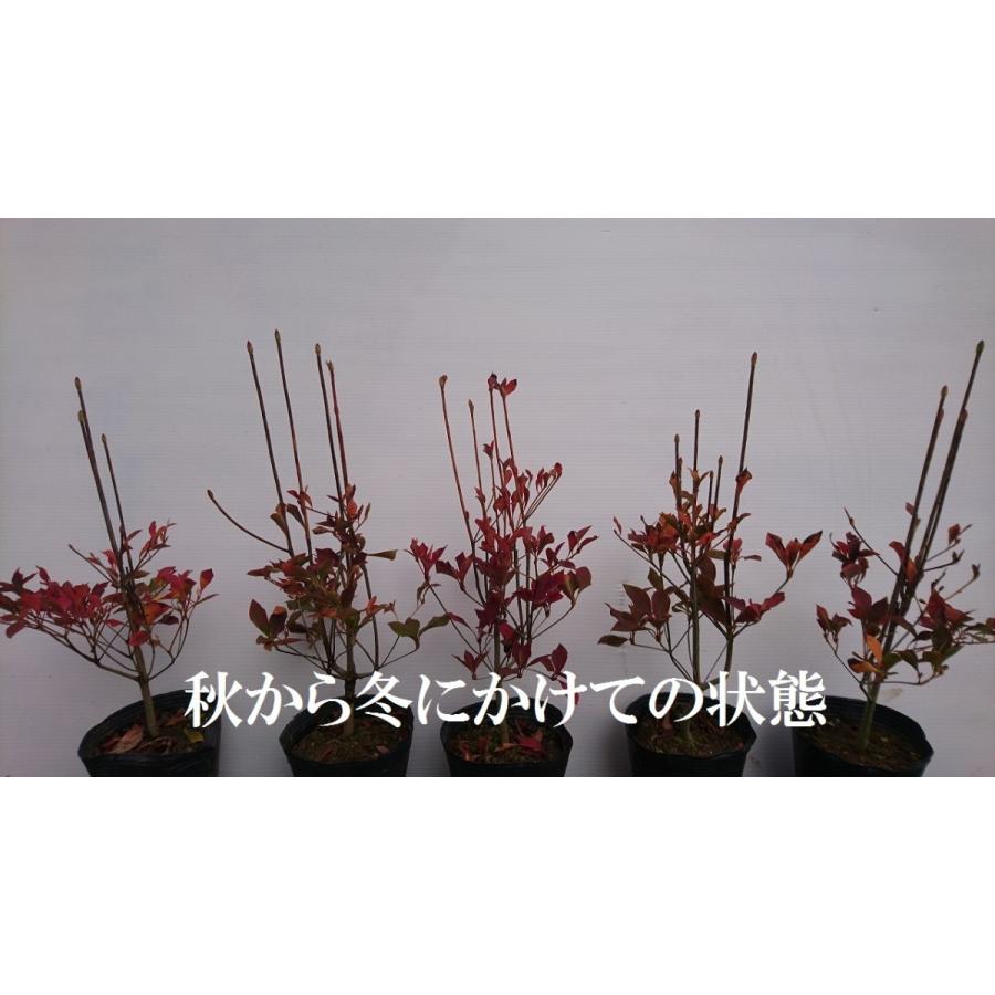 ドウダンツツジ 5ポットセット 紅葉がきれい 成長が遅い 落葉樹 苗