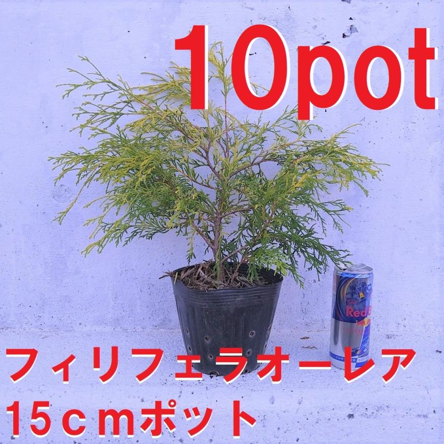 フィリフェラオーレア 10ポット【15cmポット】 一年中黄金葉 サワラ