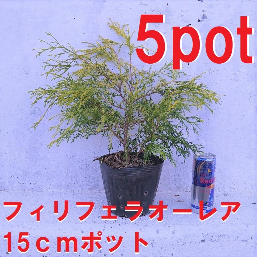 1170円 公式の マホニア コンフューサ3potセット 常緑低木苗 15 0cmvp 大株 送料