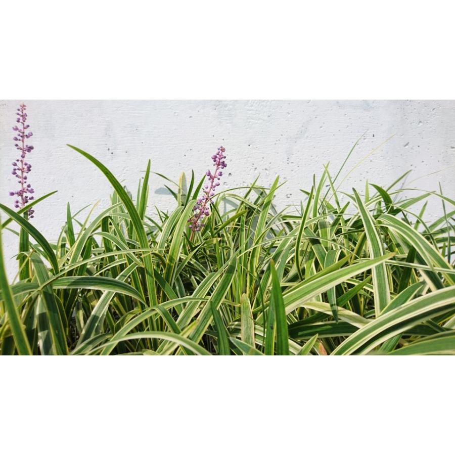 フイリヤブラン　ポット苗　1000ポット fuiriyaburan1_2.jpg