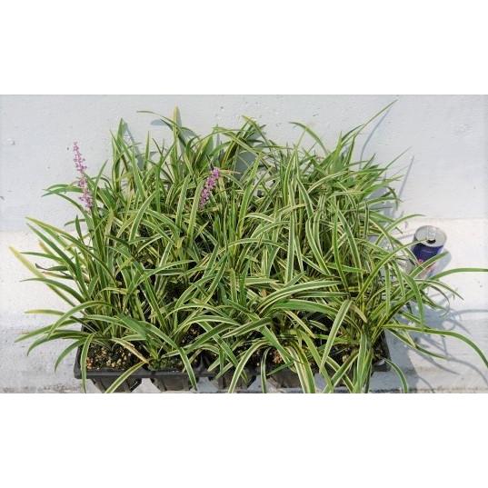 フイリヤブラン　ポット苗　1000ポット フイリヤブラン ポット苗 1000ポット 楽天市場】フイリヤブランの通販