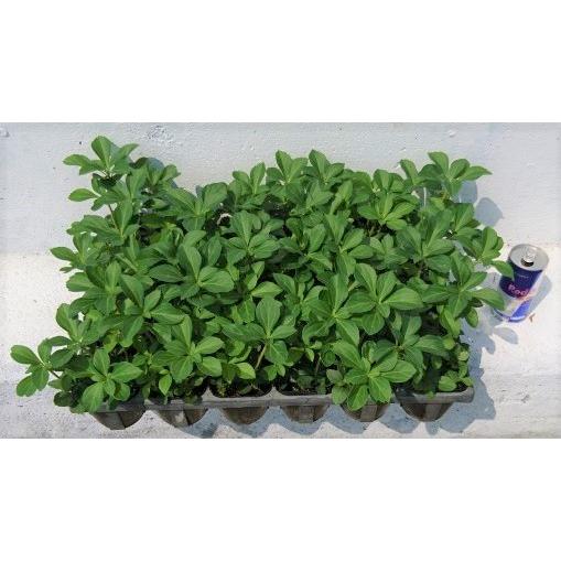 フッキソウ 1本 日陰に強い シェードガーデン 富貴草 キチジソウ 吉事草 苗 Fukkisou1 Get Plants 通販 Yahoo ショッピング