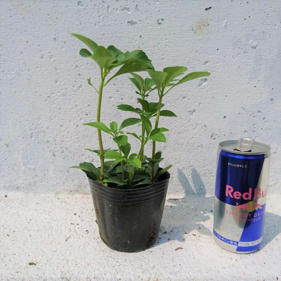 フッキソウ 1本 日陰に強い シェードガーデン 富貴草 キチジソウ 吉事草 苗 Fukkisou1 Get Plants 通販 Yahoo ショッピング