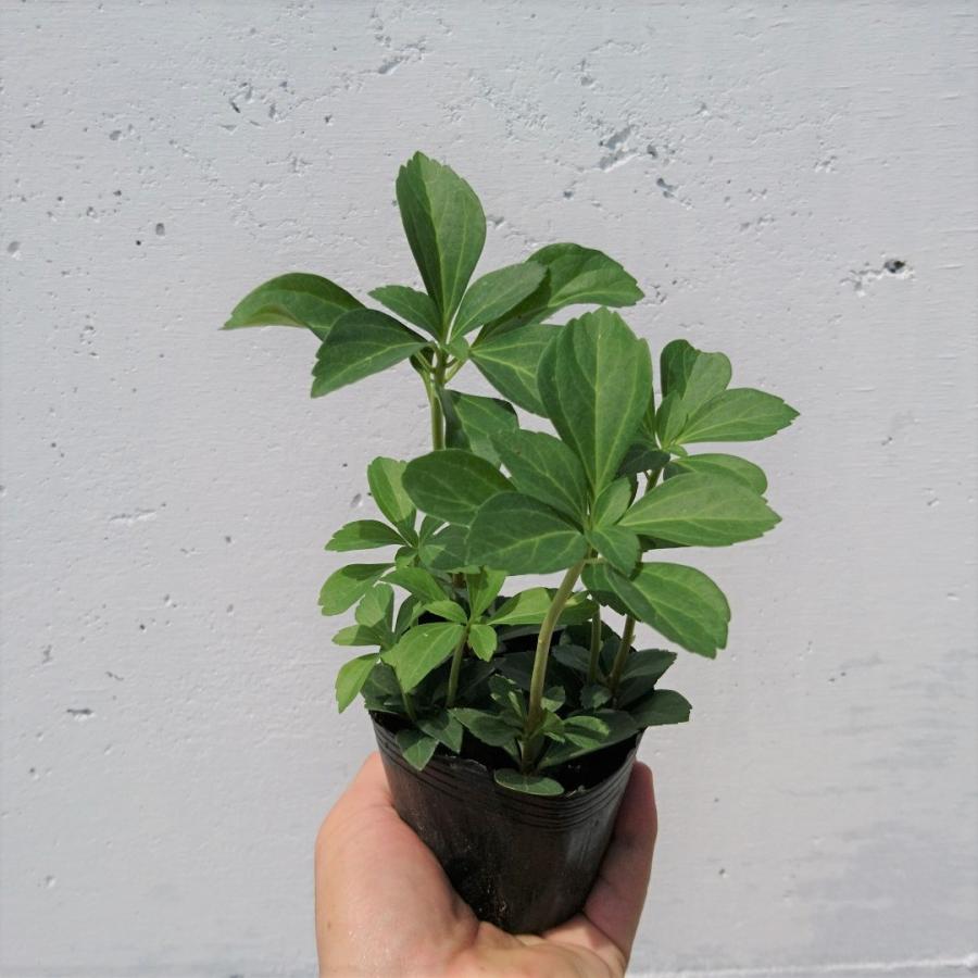 フッキソウ 1本 日陰に強い シェードガーデン 富貴草 キチジソウ 吉事草 苗 Fukkisou1 Get Plants 通販 Yahoo ショッピング