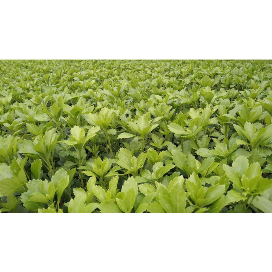 フッキソウ 1本 日陰に強い シェードガーデン 富貴草 キチジソウ 吉事草 苗 Fukkisou1 Get Plants 通販 Yahoo ショッピング