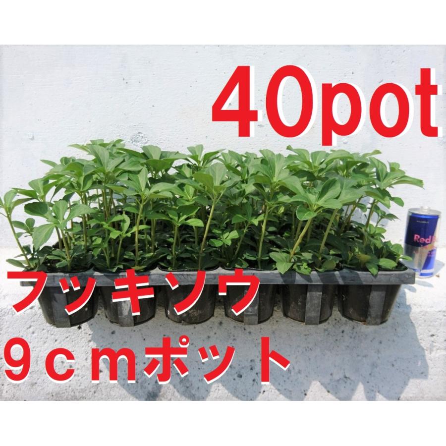フッキソウ 40本セット 日陰に強い シェードガーデン 富貴草 キチジソウ 吉事草 苗 Fukkisou40 Get Plants 通販 Yahoo ショッピング