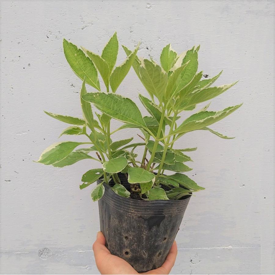 フイリガクアジサイ 1本 斑入り額紫陽花 恋路ヶ浜 コイジガハマ 苗 