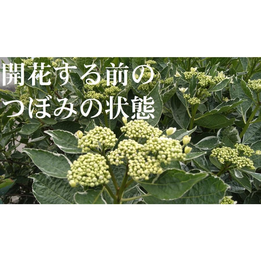 フイリガクアジサイ 1本 斑入り額紫陽花 恋路ヶ浜 コイジガハマ 苗 