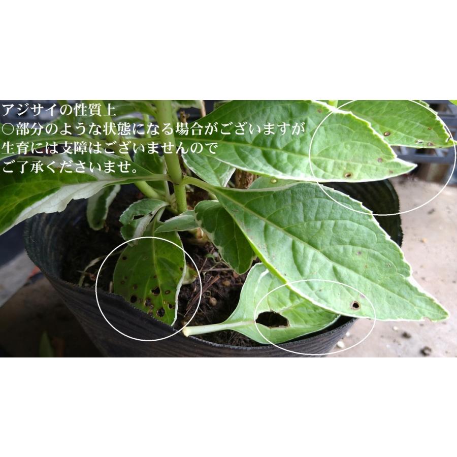 フイリガクアジサイ 1本 斑入り額紫陽花 恋路ヶ浜 コイジガハマ 苗 ガーデニングに Gakuajiv Get Plants 通販 Yahoo ショッピング