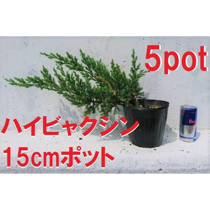 ハイビャクシン 5ポットセット 這柏槙 苗 匍匐性 地を這うように成長 盆栽にも ロックガーデン 潮風に強い Haibyakusin5 Get Plants 通販 Yahoo ショッピング