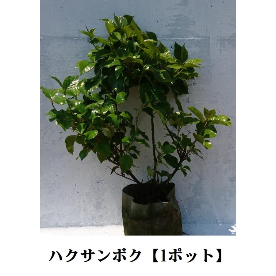 ハクサンボク 1本 成長が遅い 常緑樹 白山木 照葉 照り葉 赤い実 シンボルツリーに Hakusanboku1 Get Plants 通販 Yahoo ショッピング