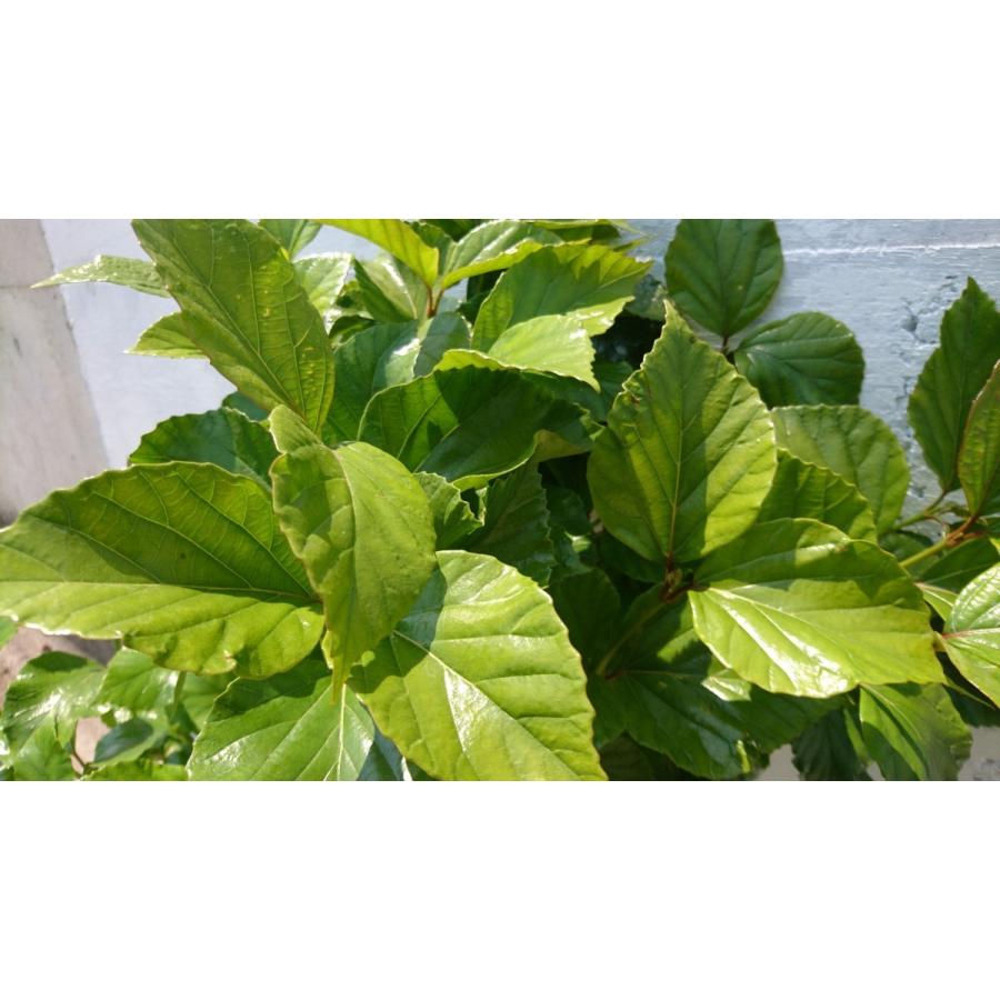 ハクサンボク 1本 成長が遅い 常緑樹 白山木 照葉 照り葉 赤い実 シンボルツリーに Hakusanboku1 Get Plants 通販 Yahoo ショッピング