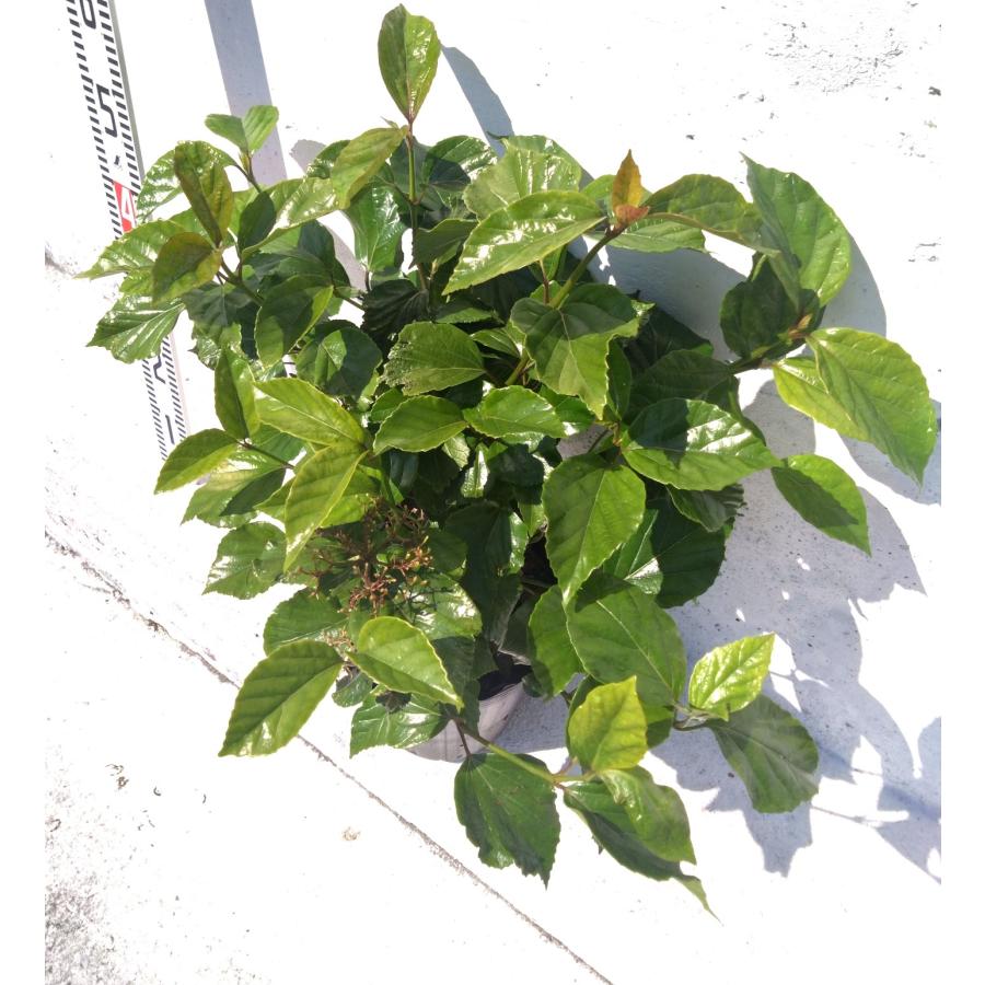 ハクサンボク 観葉植物にも 庭木苗 鉢植え 21cmpot 白山木 ガマズミ