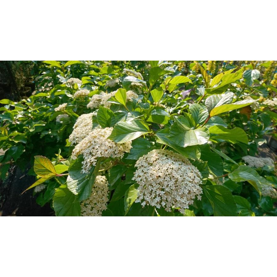 ハクサンボク 観葉植物にも 庭木苗 鉢植え 21cmpot 白山木 ガマズミ