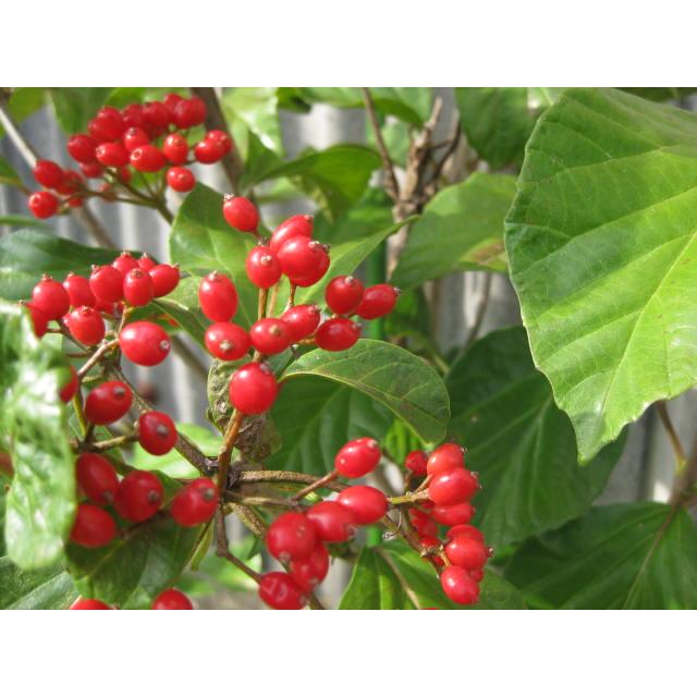 ハクサンボク 観葉植物にも 庭木苗 鉢植え 21cmpot 白山木 ガマズミ