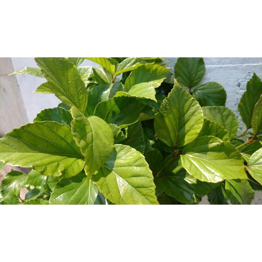 ハクサンボク 観葉植物にも 庭木苗 鉢植え 21cmpot 白山木 ガマズミ