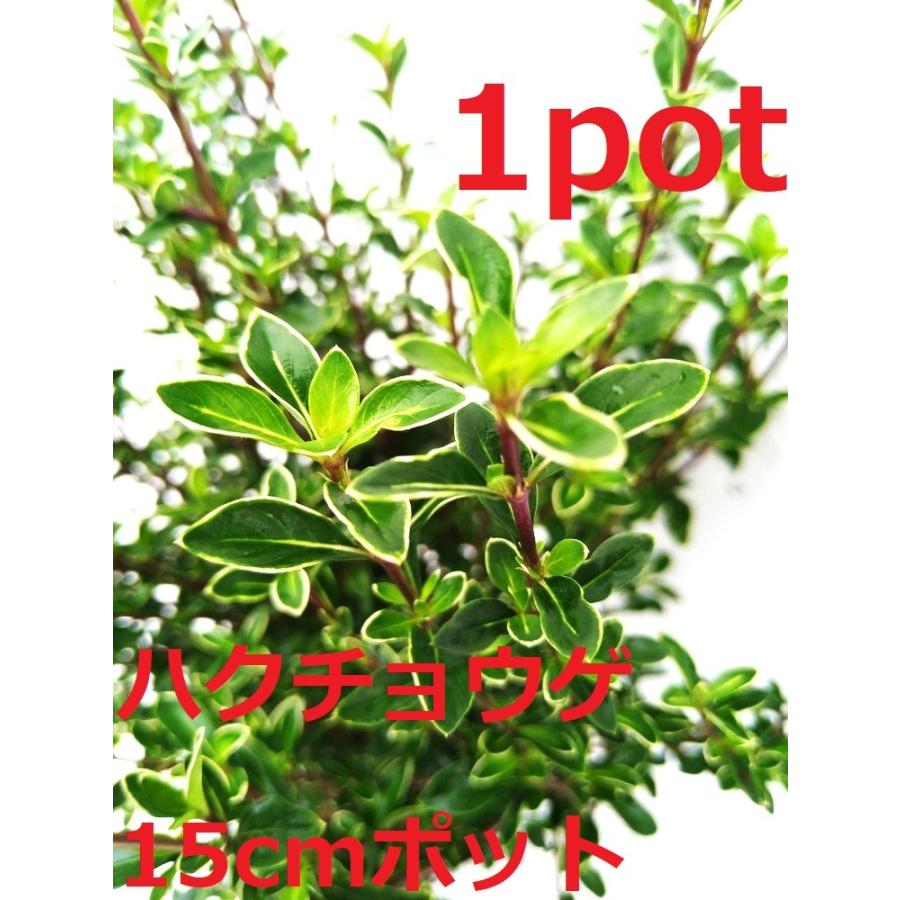 ハクチョウゲ 1ポット 15cmpot 白丁花 白鳥花 盆栽 苗木 刈り込みに