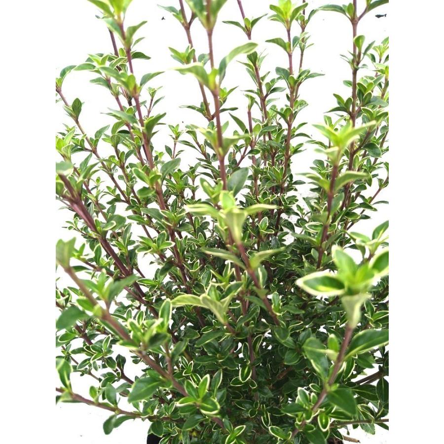 ハクチョウゲ 10ポットセット 15cmpot 白丁花 白鳥花 盆栽