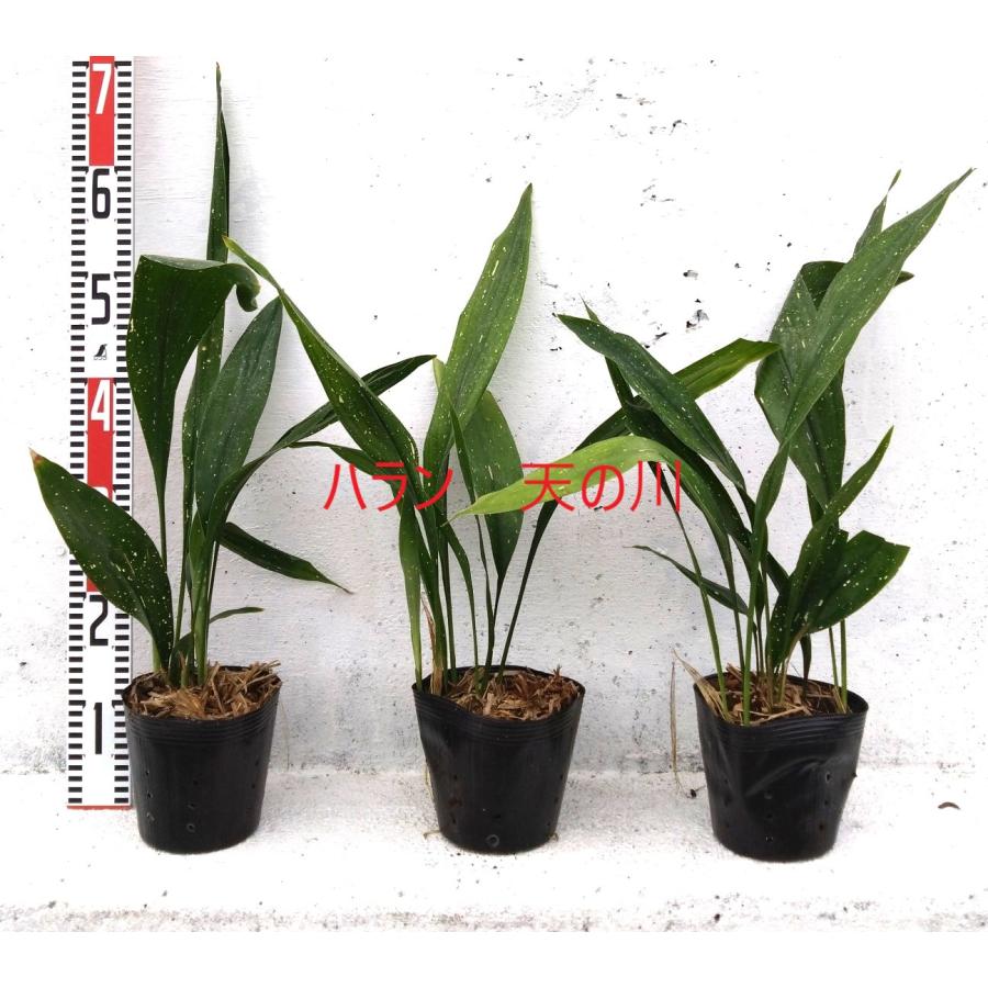 斑入り ハラン 天の川 3 陶器鉢 お皿付き ハラン 天の川 観葉植物 15cmpot 斑入り葉 日陰に強い 室内でも屋外