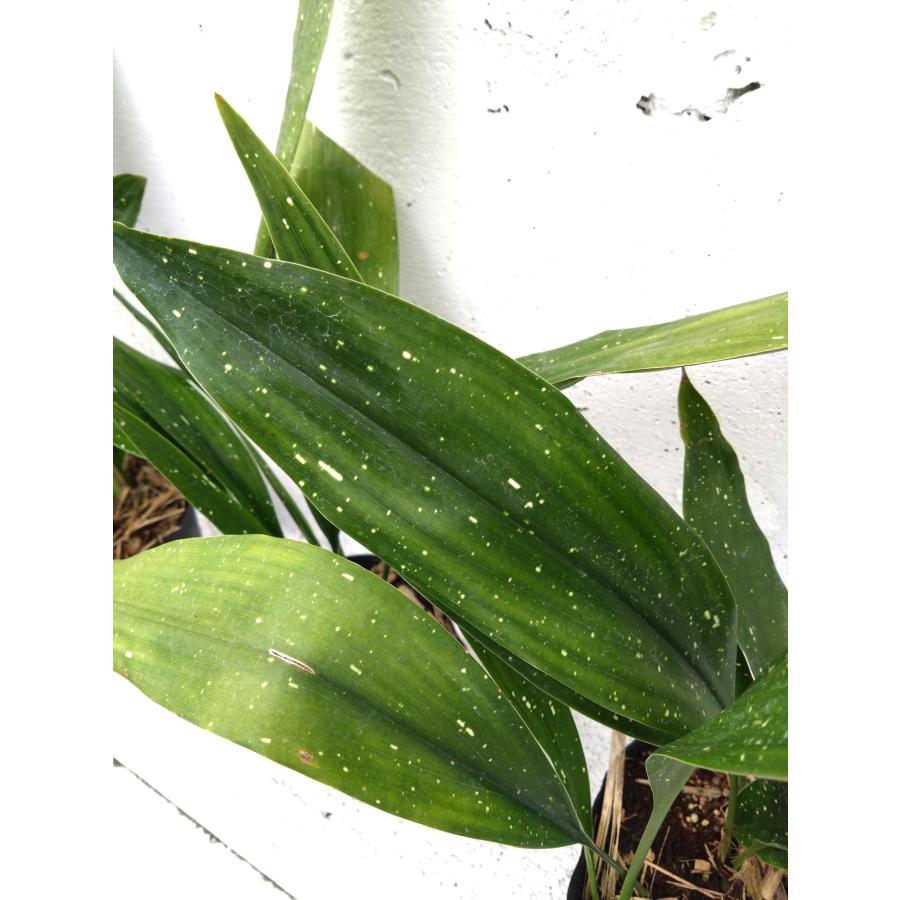 ハラン 天の川 観葉植物 15cmpot 斑入り葉 日陰に強い 室内でも屋外でも 1鉢 鉢植え ガーデニング 丈夫で強い : Get ...