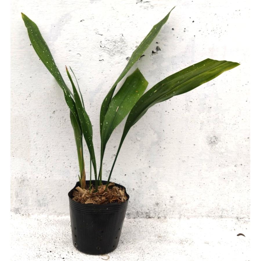 斑入り ハラン 天の川 3 陶器鉢 お皿付き ハラン 天の川 観葉植物 15cmpot 斑入り葉 日陰に強い 室内でも屋外