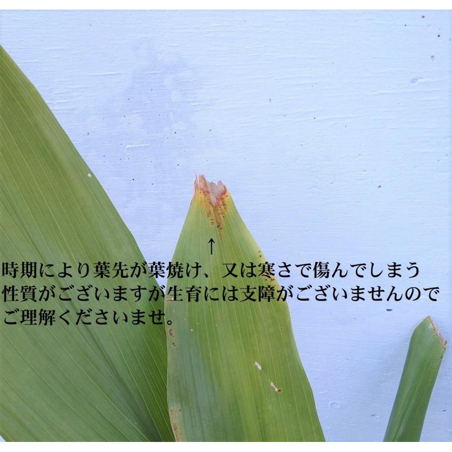 ハラン 1本 常緑多年草 15cmpot 観葉植物 葉欄 馬欄 バラン お寿司 料理の彩りに 病害虫が少ない 苗 : Get!Plants ...