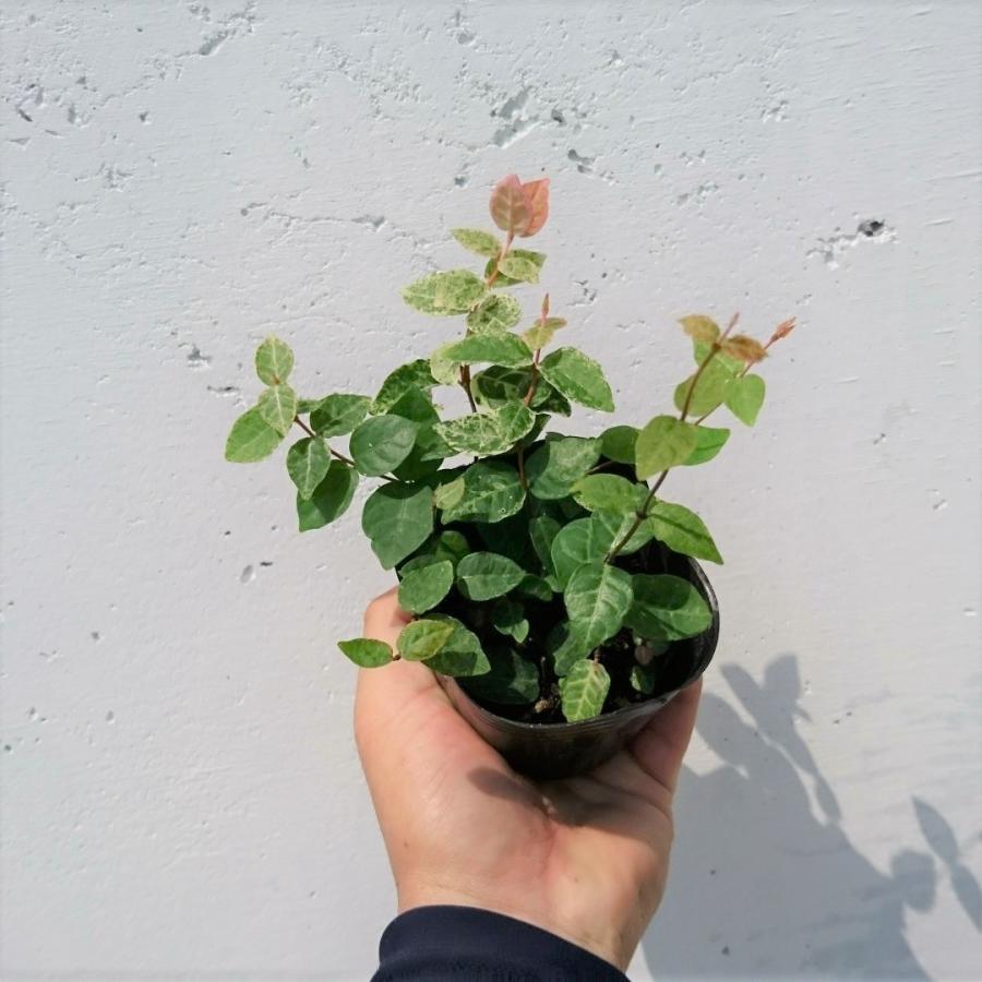 ハツユキテイカカズラ 80ポットセット 初雪テイカカズラ ハツユキカズラ 苗 Hatuyuk80 Get Plants 通販 Yahoo ショッピング