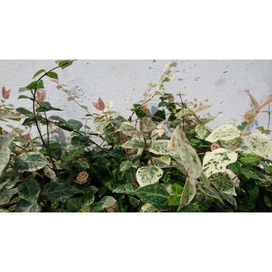 ハツユキテイカカズラ 40本セット 初雪テイカカズラ ハツユキカズラ 苗 Hatuyuki40 Get Plants 通販 Yahoo ショッピング