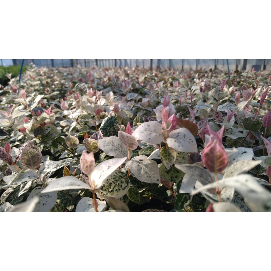 ハツユキテイカカズラ 24ポットセット 初雪テイカカズラ ハツユキカズラ 苗 Hatuyuki Get Plants 通販 Yahoo ショッピング