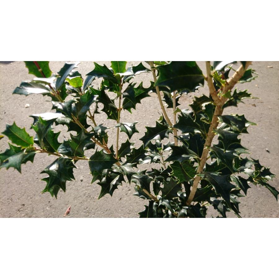 ヒイラギ 1ポット 成長が遅い 常緑樹 柊 維持管理がしやすい ホーリー クリスマスツリーに クリスマスリースに 魔除け オニヒイラギ 苗 Hiiragi1 Get Plants 通販 Yahoo ショッピング