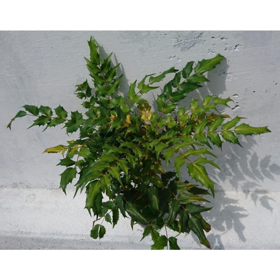 ヒイラギナンテン 5ポットセット 柊南天 魔除け 難を転じる 黄色い花 苗 Hiiraginanntenn5 Get Plants 通販 Yahoo ショッピング