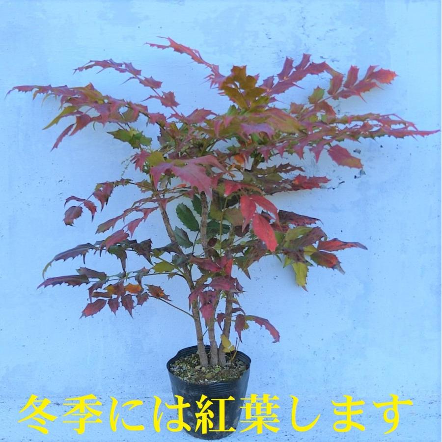 ヒイラギナンテン 1ポット 柊南天 魔除け 難を転じる 黄色い花 苗