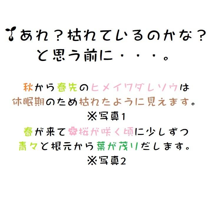 安いそれに目立つ ヒメイワダレソウ 1本 リピア 除草対策に かわいい金平糖のようなお花 苗 レビューを書いて特典get Whitesforracialequity Org