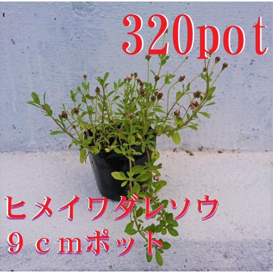 信頼 ヒメイワダレソウ 3本セット リピア 除草対策に かわいい金平糖のようなお花 苗 即納 最大半額 Zoetalentsolutions Com