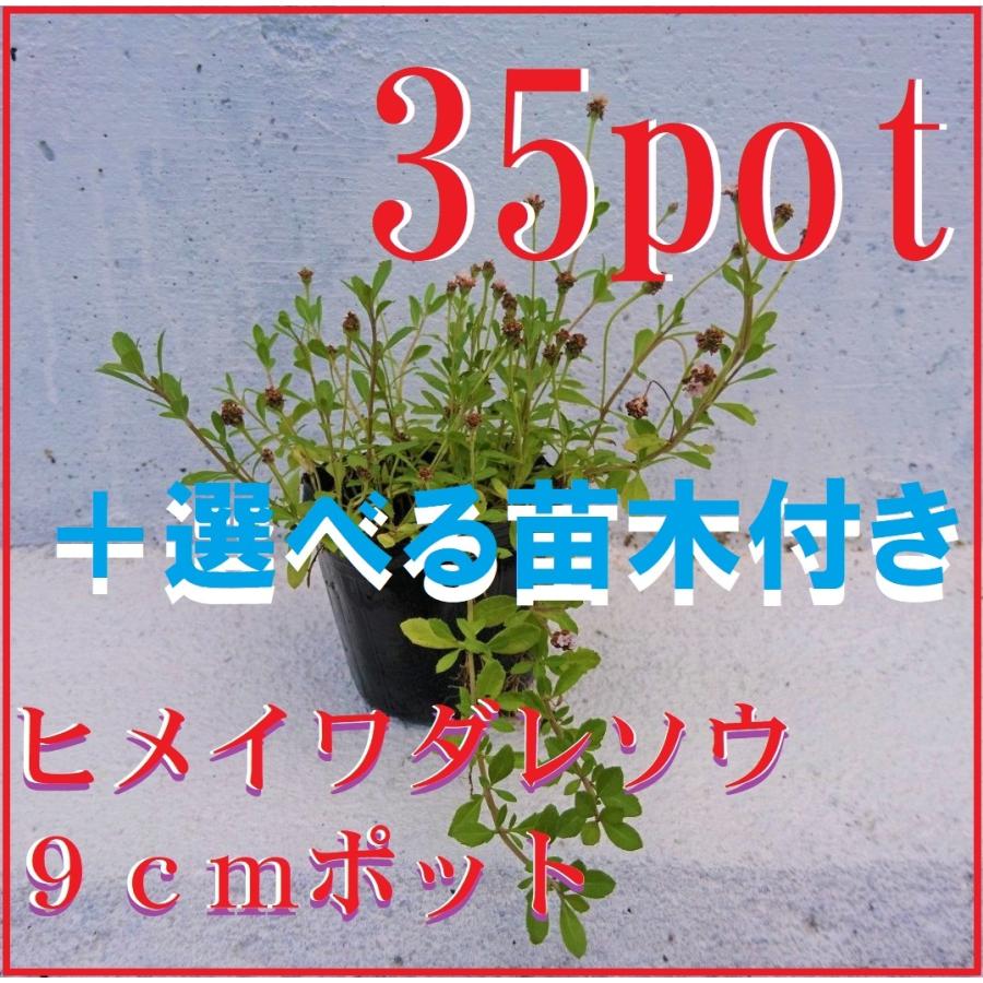 リピア（ヒメイワダレソウ）35ポット 【公式通販】