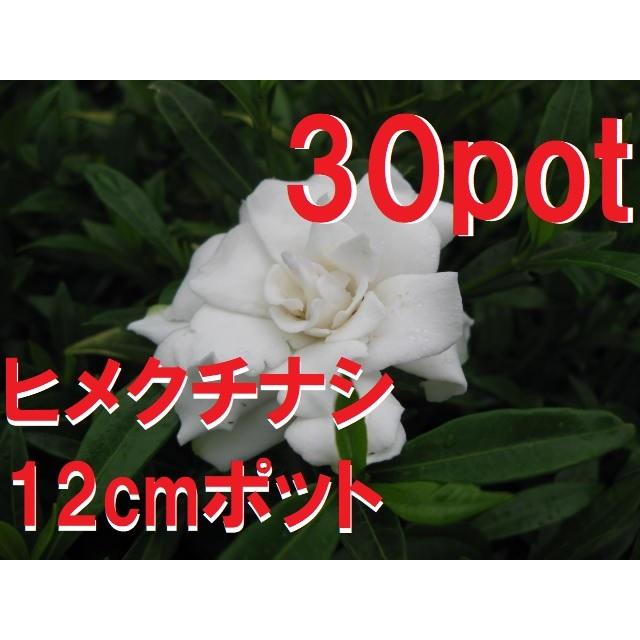 ☆sweetbasket☆季節のお花☆クリスマス寄せ植え☆ブラキプランター