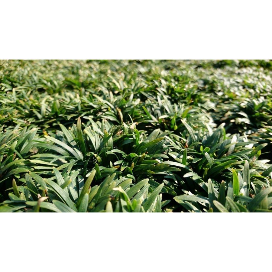 ヒメリュウ 20ポットセット 姫竜 姫タマリュウ ヒメタマリュウ