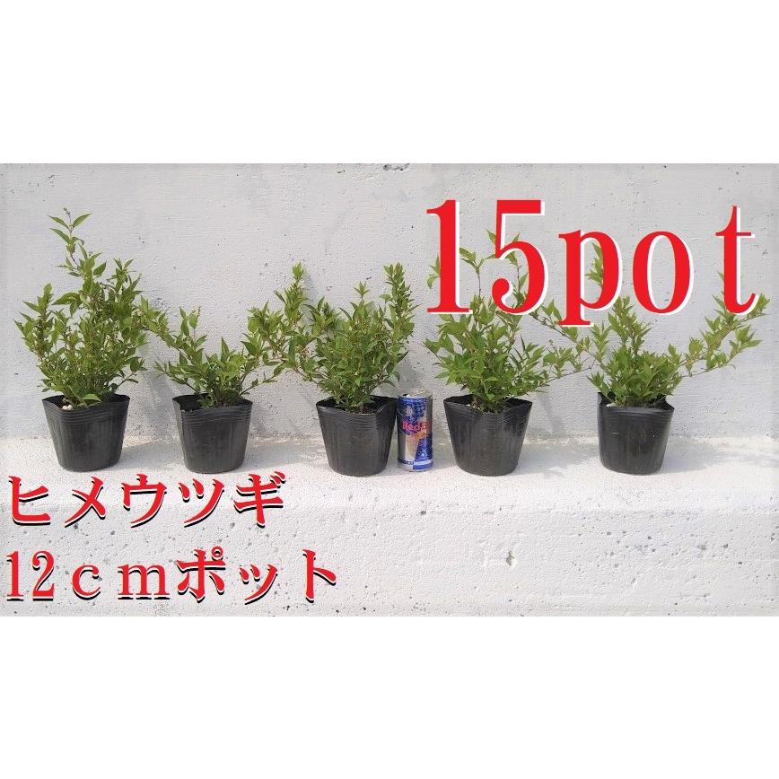 ヒメウツギ 15ポットセット 姫空木 白い純白の花 成長が遅い 苗 レビューを書いて特典get Himeutugi15 Get Plants 通販 Yahoo ショッピング